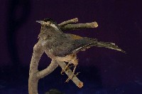 藏品(白耳畫眉)的圖片